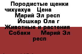 Породистые щенки чихуахуа › Цена ­ 10 000 - Марий Эл респ., Йошкар-Ола г. Животные и растения » Собаки   . Марий Эл респ.